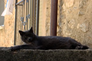 IMG_3403_cropani_mod