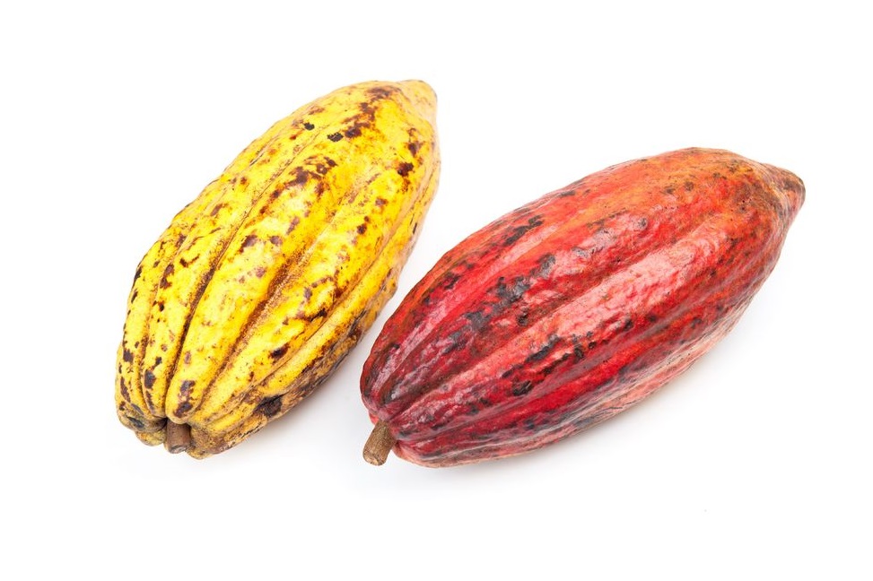 cocoa fruits